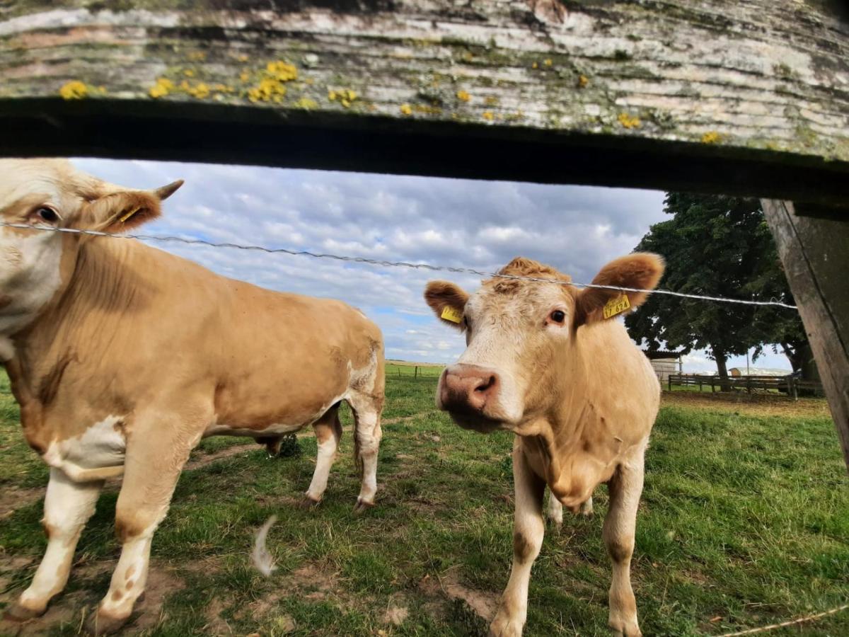 Pension Mueritzblick Gotthun Exteriör bild